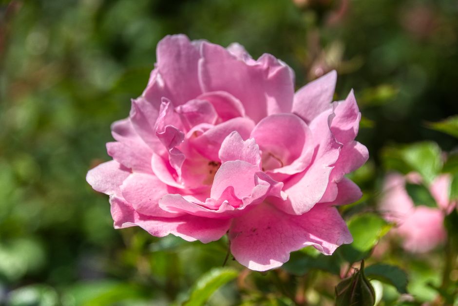 Rosa Damascena Nedir? Damask Gülünün Özellikleri ve Yetiştiriciliği
