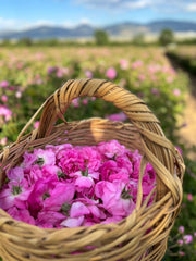 Taze Hasat Yağlık-Sirkelik-Reçellik Gül Rosa Damascena | Isparta’nın Kalbinden (Sınırlı Stok) - Ücretsiz Kargo Ödeme Adımında Uygulanacak