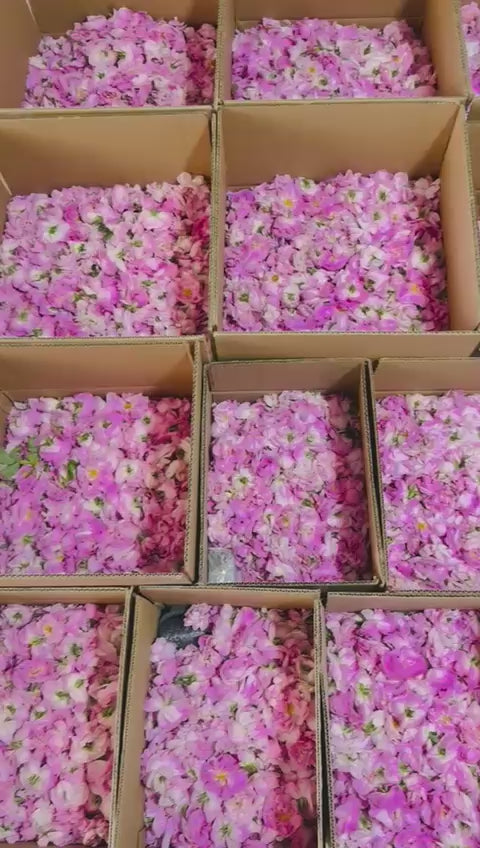 Load video: Taze Hasat Yağlık-Sirkelik-Reçellik Gül Rosa Damascena | Isparta’nın Kalbinden (Sınırlı Stok) - Ücretsiz Kargo Ödeme Adımında Uygulanacak
