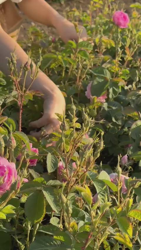 Load video: Taze Hasat Yağlık-Sirkelik-Reçellik Gül Rosa Damascena | Isparta’nın Kalbinden (Sınırlı Stok) - Ücretsiz Kargo Ödeme Adımında Uygulanacak