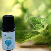 Peppermint Oil (10 ML) | Peppermint Oil
